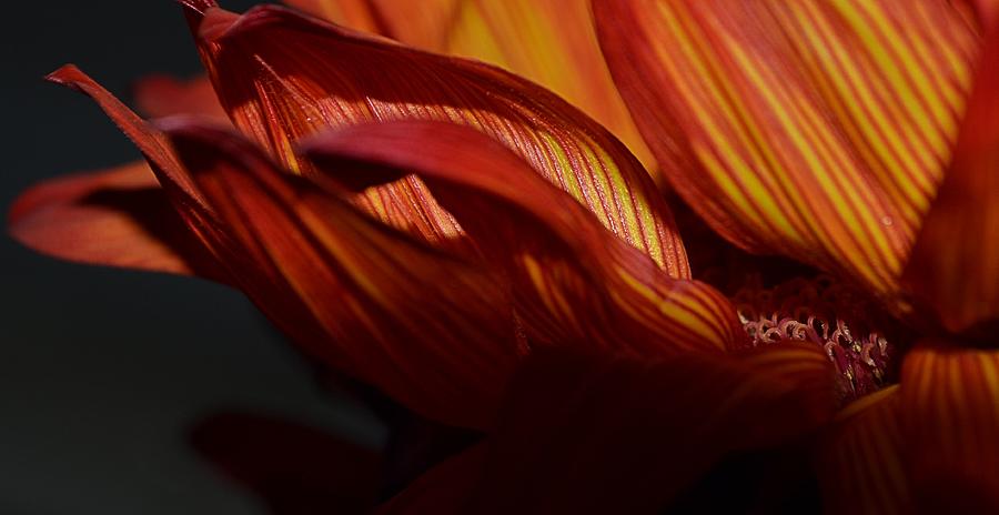 Hot Orange Sunflower Photograph by Nadalyn Larsen