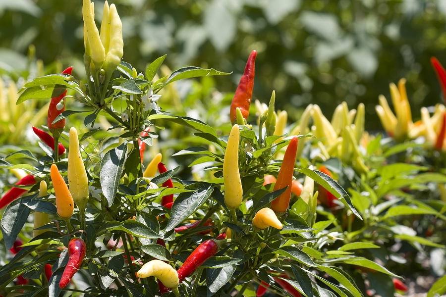 Flower Photograph - Hot Peppers by Vernis Maxwell