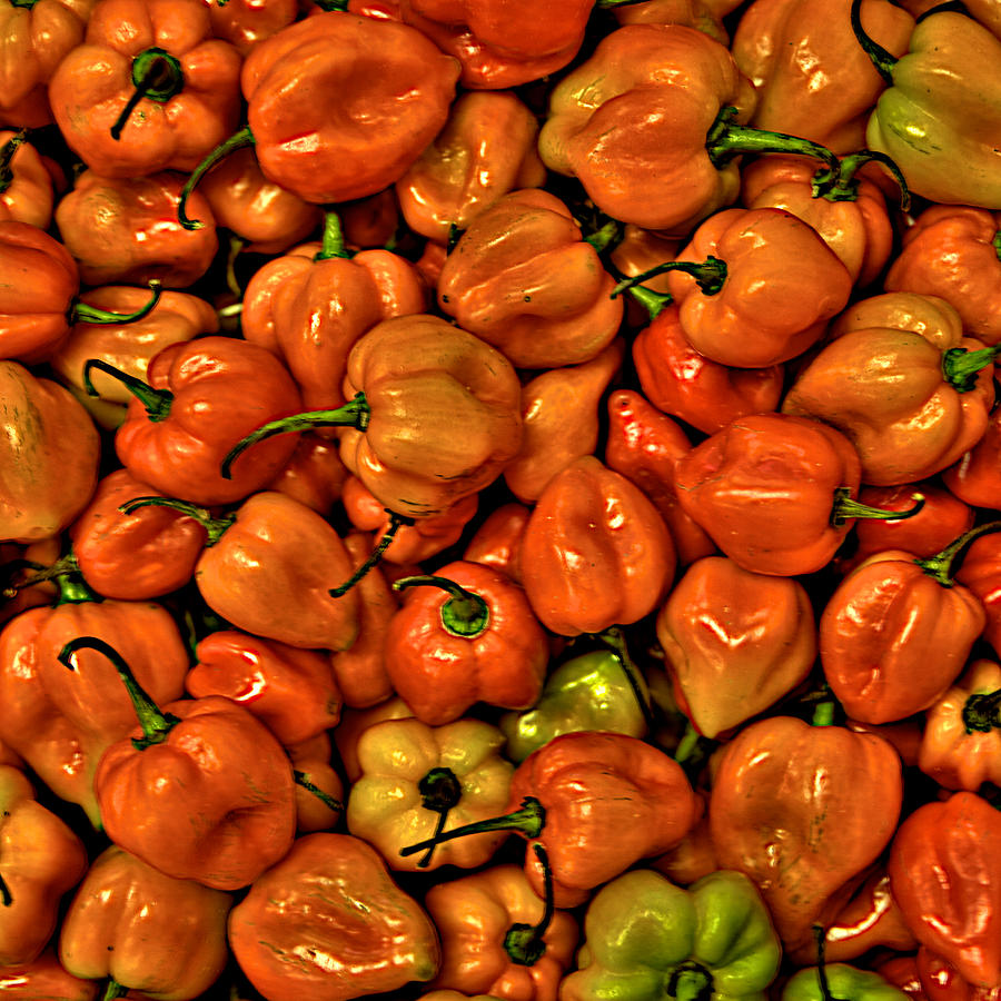 Hot Peppers Photograph by William Wetmore