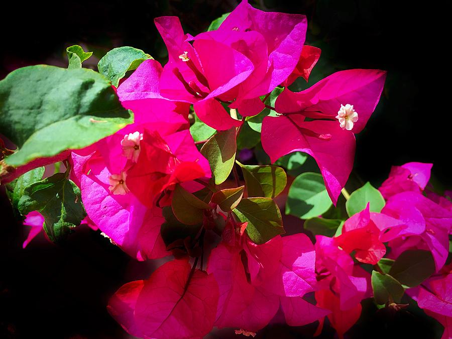 Hot Pink Bougainvillea Flowers Photograph by Anne Sands