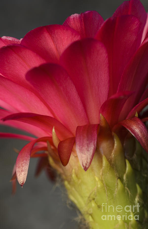 Hot Pink Cactus Flower Photograph by Tamara Becker