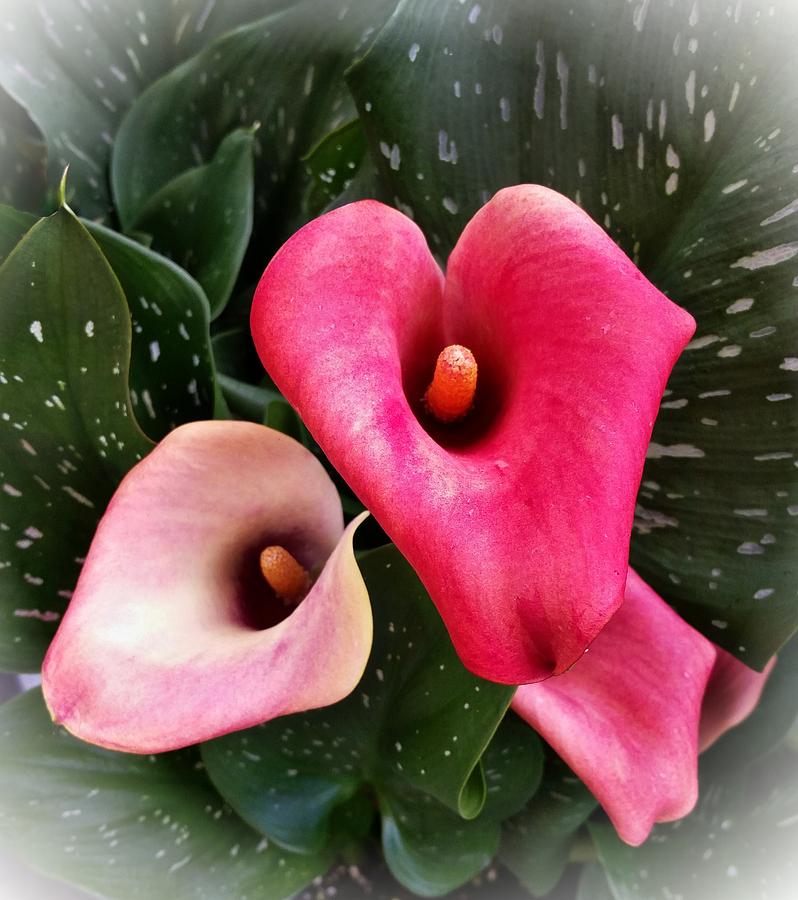 Hot Pink Calla Lily Photograph by Joe Duket
