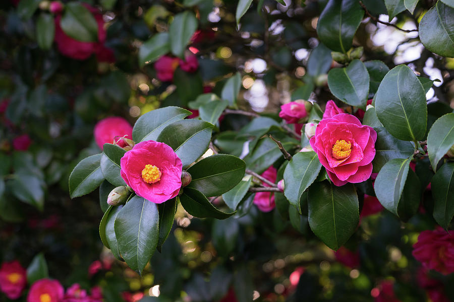 Hot Pink Camellias Glowing in the Shade Photograph by Georgia Mizuleva