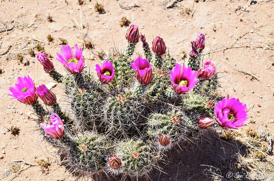 Hot Pink Catus Flowers Photograph By Soni Macy 2210