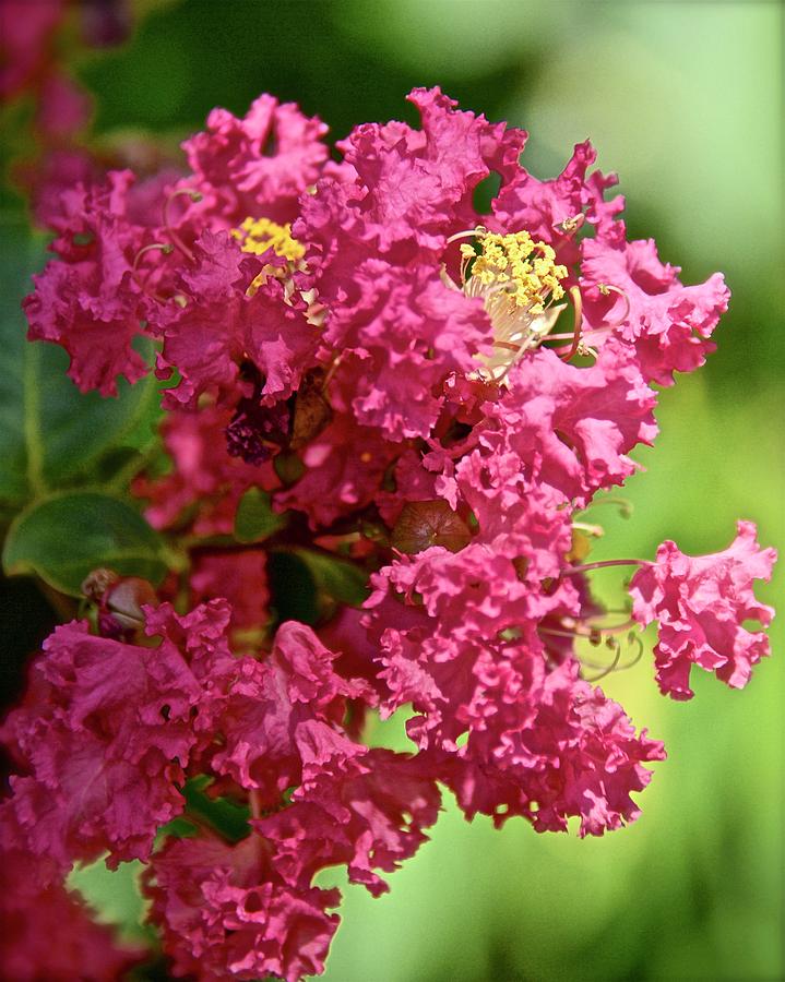 Hot Pink Crepe Myrtle Blossoms Photograph by Carol Bradley