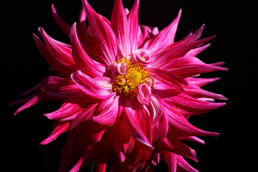 Hot Pink Curly Cue Dahlia Photograph by Tammy Pool