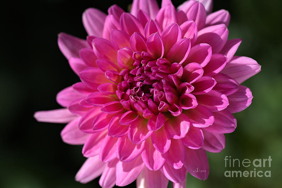 Hot Pink Dahlia Photograph by Joy Watson