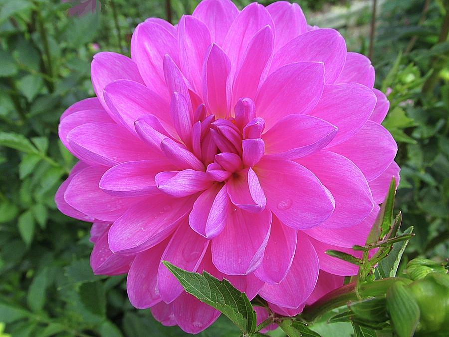 Hot Pink Dahlia Photograph by Monnie Ryan - Pixels