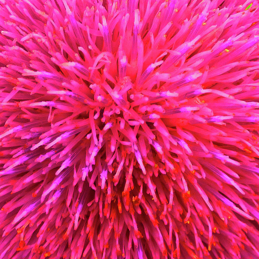 Hot Pink Floral Abstract Photograph by Marcia Socolik