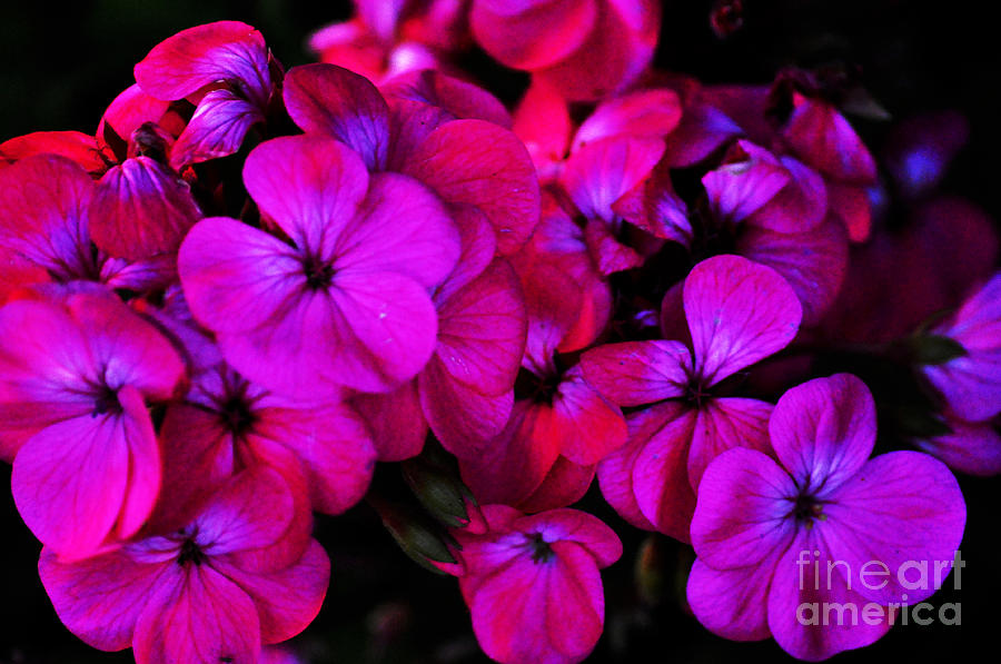 Hot Pink Florals Photograph by Clayton Bruster
