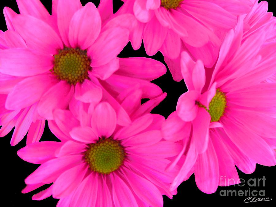 Hot Pink Flowers Digital Art by Cindi Lane - Fine Art America