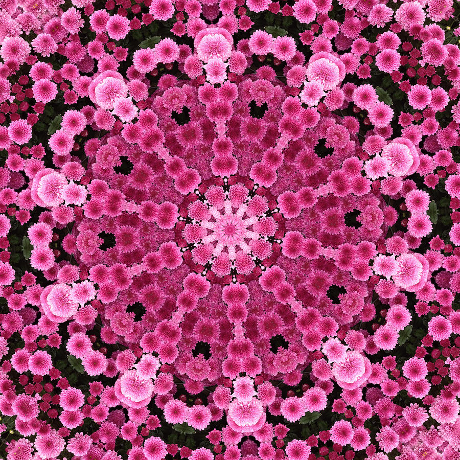 Hot Pink Flowers Kaleidoscope Photograph by Morgan Carter