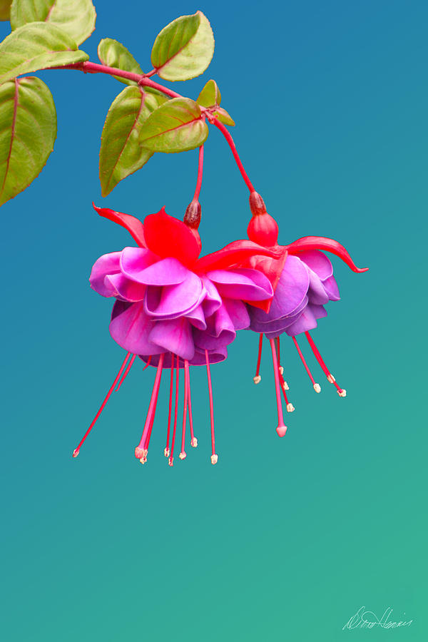 Hot Pink Fuchsias Photograph by Diana Haronis