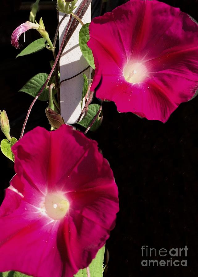 Flowers Still Life Photograph - Hot Pink Glories by Anne Sands