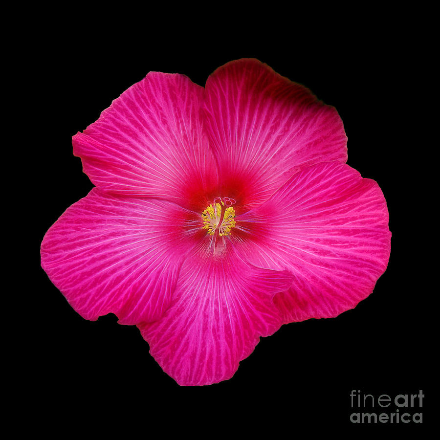 Hot Pink Hibiscus Photograph by Sue Melvin