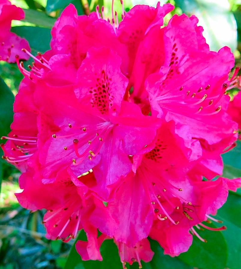 Hot Pink Hydrangea Photograph by Betty Buller Whitehead