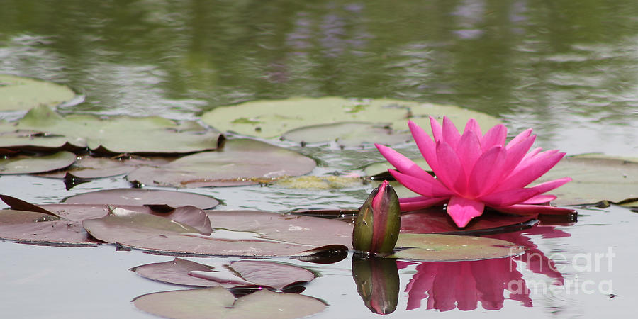 Hot Pink Photograph - Hot Pink Lily and Bud by Vivian Bound Hot Pink Photograph - Hot Pink Lily and Bud by Vivian Bound