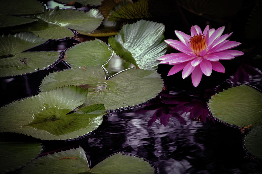 Hot Pink Lotus and Lily Pads 4716 H_2 Photograph by Steven Ward