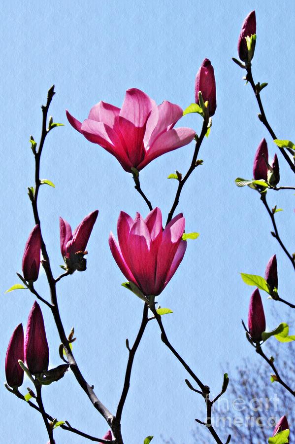 Magnolia Movie Photograph - Hot Pink Magnolias by Sarah Loft
