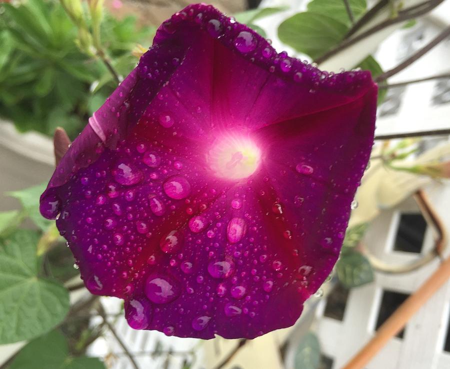Hot Pink Morning Glory Painting by Anne Sands
