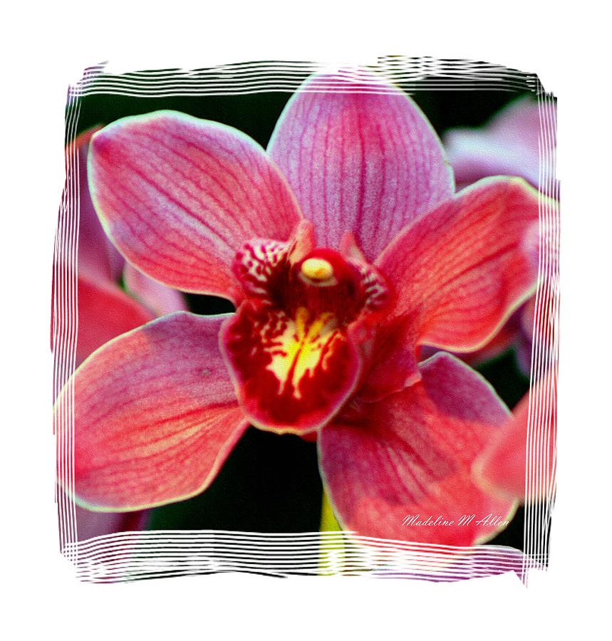Flower Photograph - Hot Pink Orchid by Madeline  Allen - SmudgeArt