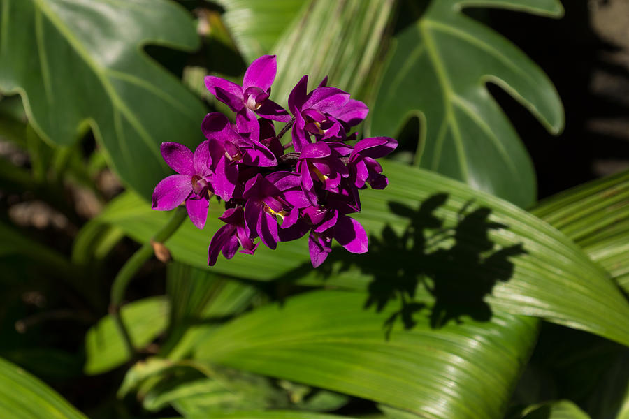 Hot Pink Orchids - Exotic Tropical Shadows Photograph by Georgia Mizuleva