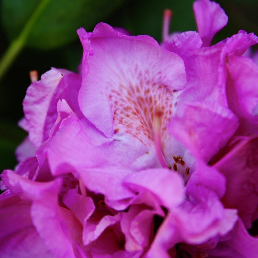 Hot Pink Rhododendrun Bloom Photograph by M E