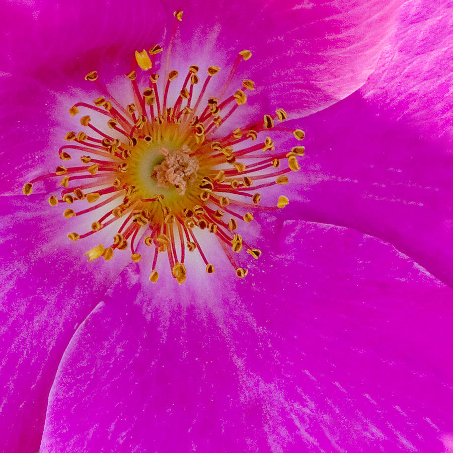 Hot Pink Rose 1 Photograph by Art Block Collections