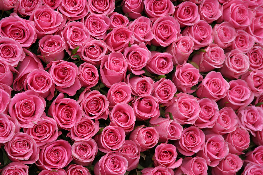 bright pink roses