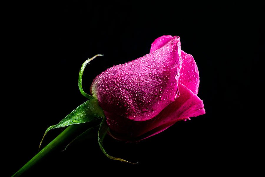 Hot pink rose Photograph by Lilia S