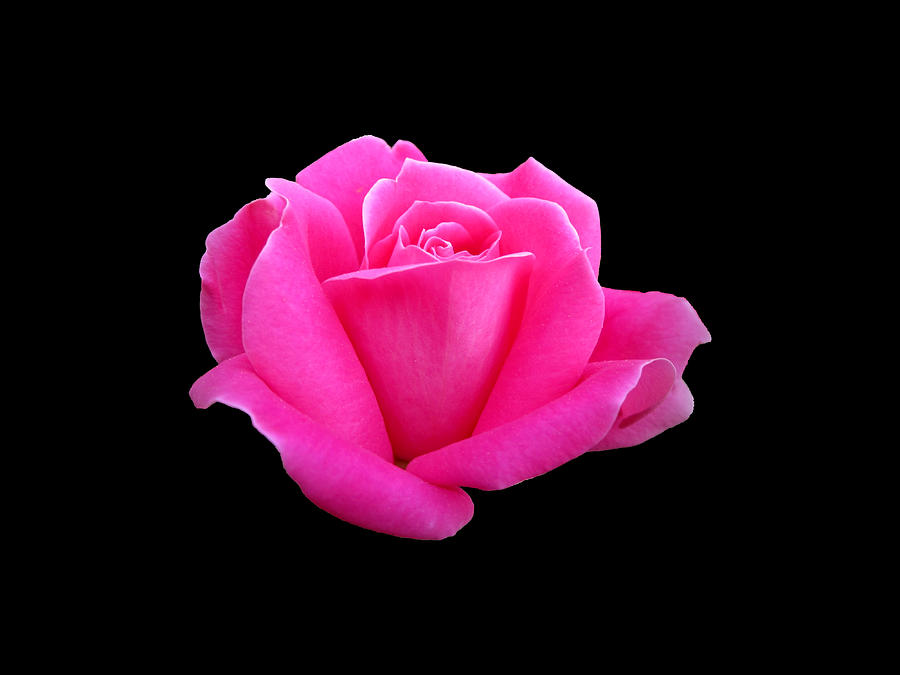 Hot Pink Rose on Black Photograph by MTBobbins Photography