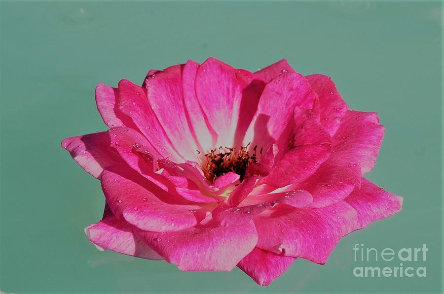 Hot Pink Rose Photograph