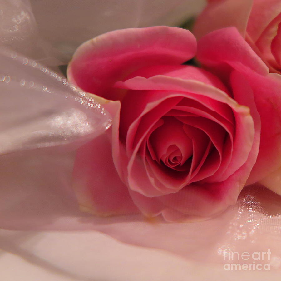 Hot Pink Rose Photograph by Tara Shalton