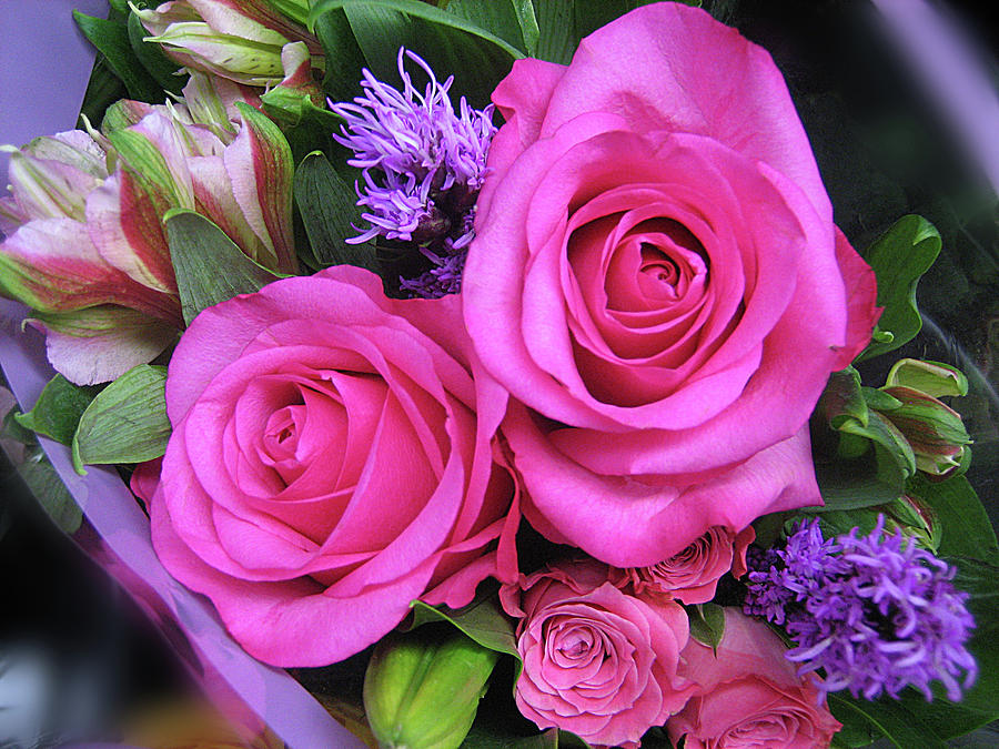 Hot Pink Roses Photograph by Mick Flodin - Fine Art America