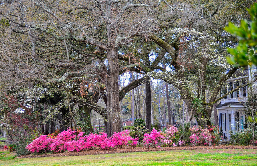 Hot Pink Spring Photograph by Linda Brown