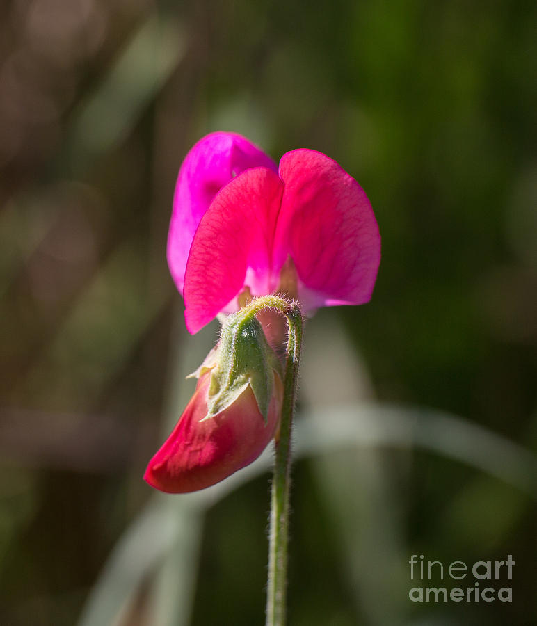 Sweet Pea Photograph - Hot Pink Sweet Pea 3361 by Stephen Parker