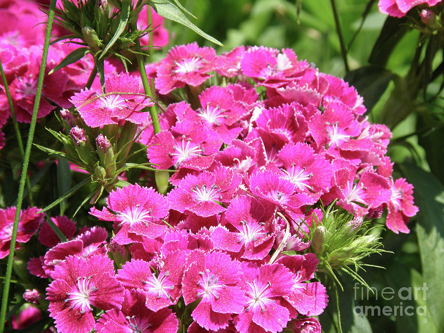 Nature Photograph - Hot Pink Sweet William Flowers in a Garden Blooming by DejaVu Designs