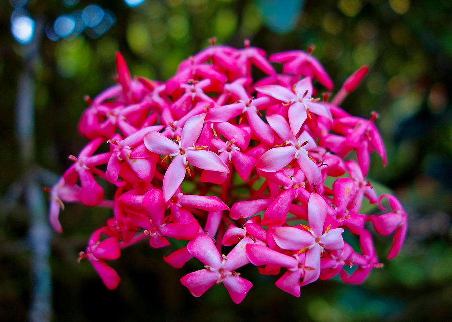 Hot Pink Tropical Cluster Photograph by Robert Meyers-Lussier