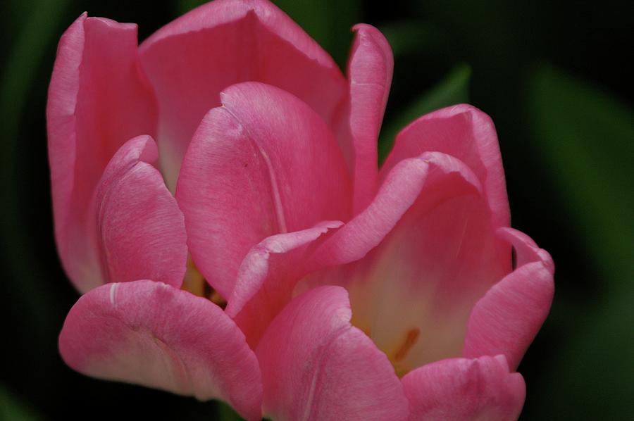 Hot Pink Tulip Photograph by Adele Aron Greenspun