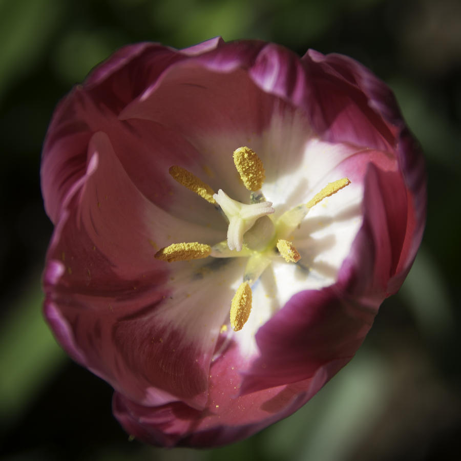 Hot Pink Tulip Center Squared Photograph by Teresa Mucha - Fine Art America