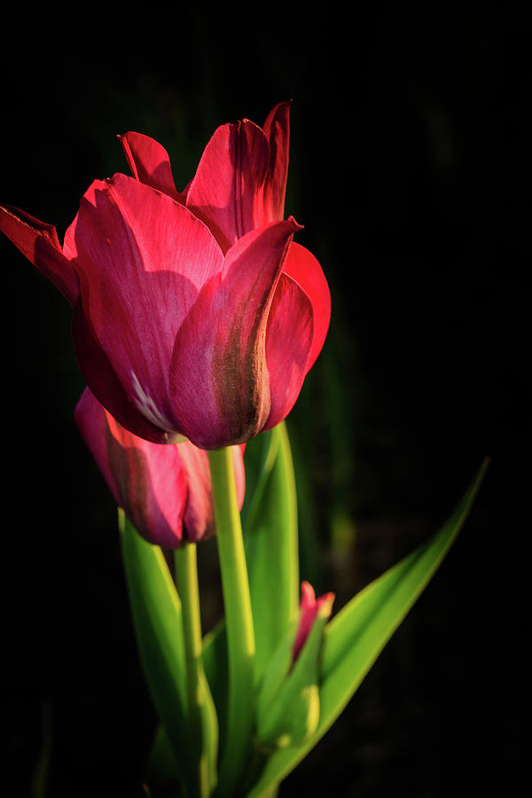 Hot Pink Tulip on Black Photograph by Joni Eskridge