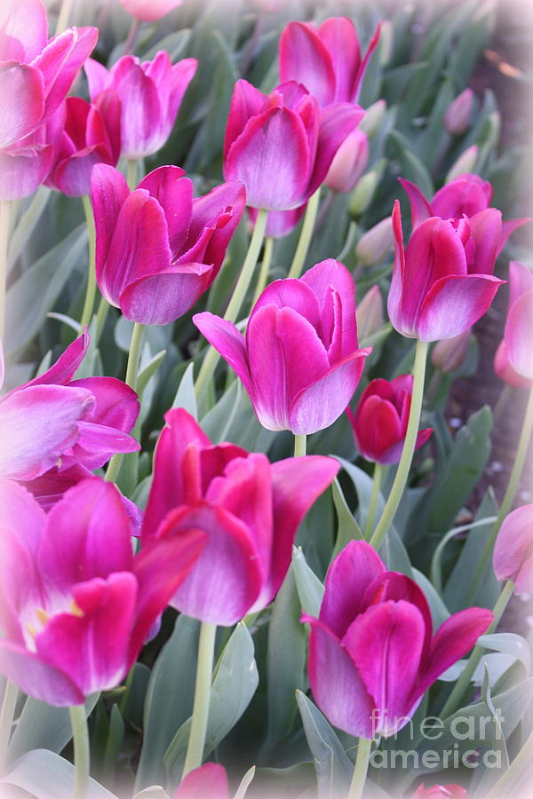 Hot Pink Tulips Photograph by Dora Sofia Caputo