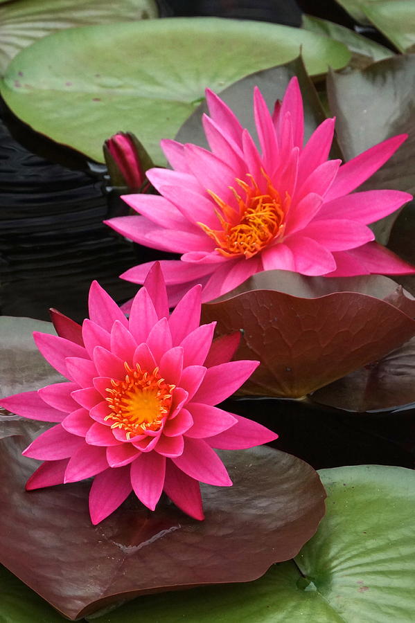 Hot Pink Twin Tropical Waterlily Charm Photograph by Byron Varvarigos