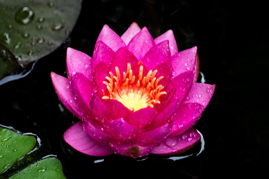 Hot Pink Water Lily Photograph by Mary Ann Artz