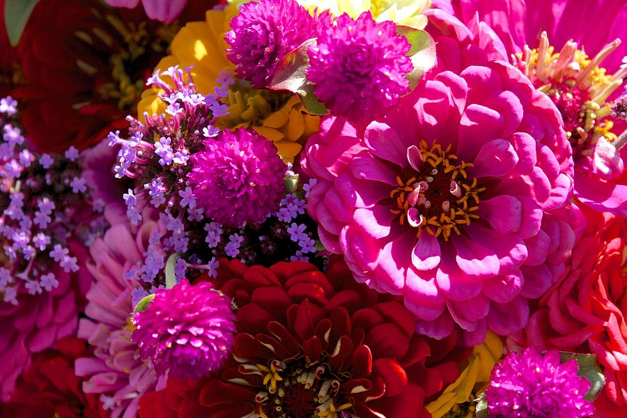 Hot Pink Zinnia Explosion Photograph by Polly Castor