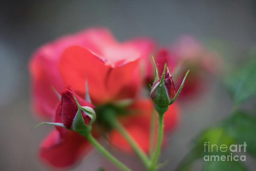 Hot Red Cinco de Mayo Roses Photograph by Mike Reid