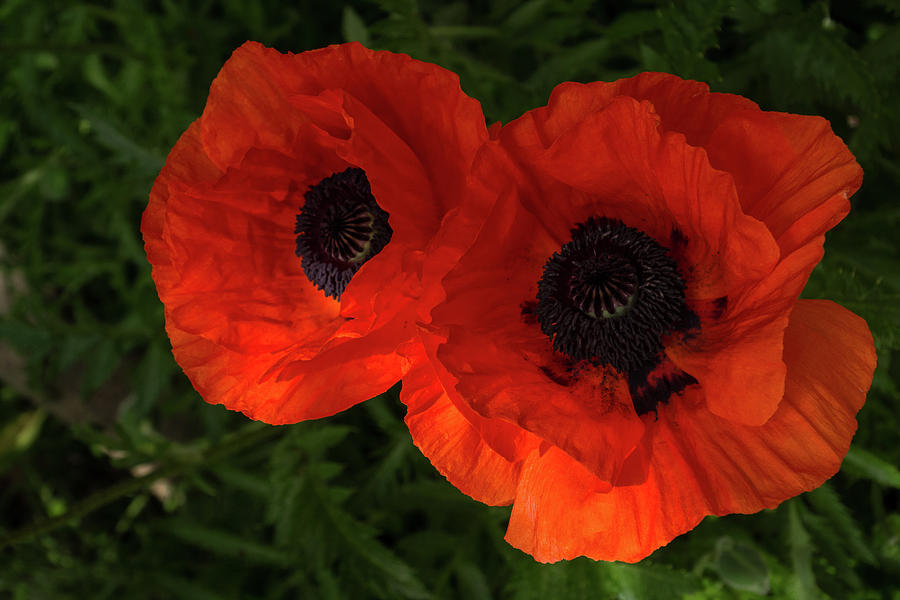 Hot Red Poppy Duo Photograph