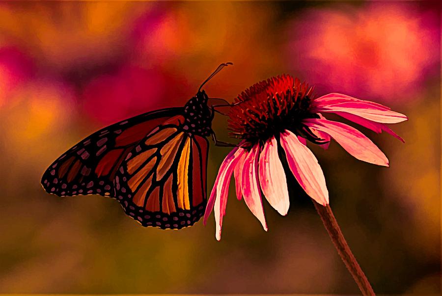 Hot Summer Butterfly Photograph by Michael Hall