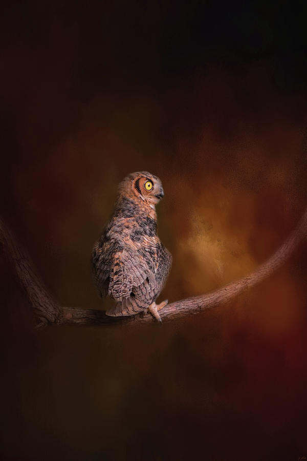 Hot Summer Night Owl Art By Jai Johnson Photograph by Jai Johnson