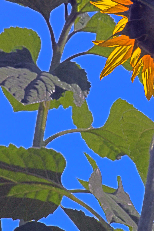 Sunflower Photograph - Hot sunflower by Leslie-Jean Thornton